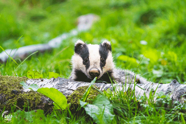 Badger looking over a log