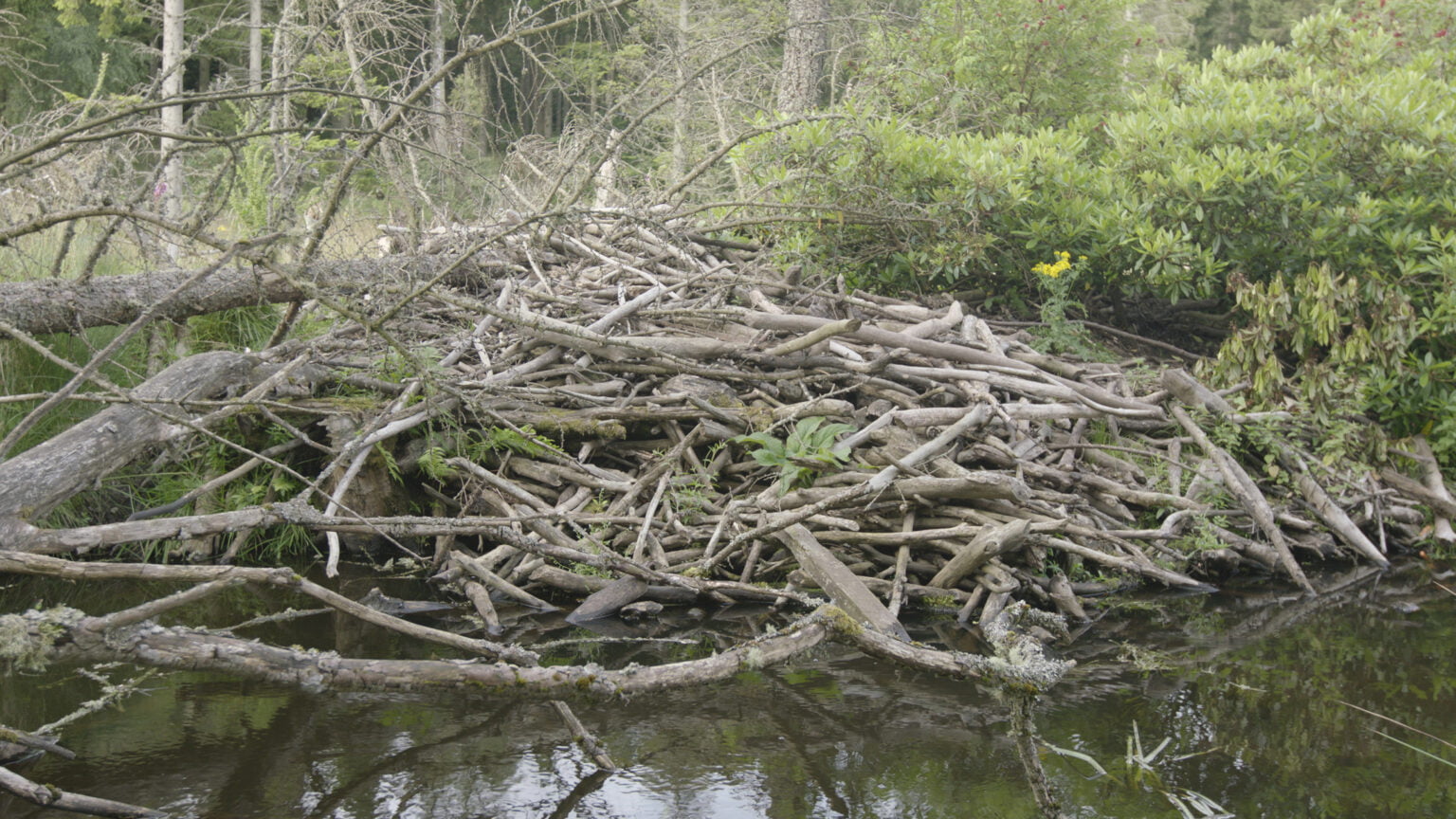 Holes in the map, part 1 Beavers Wild Haweswater