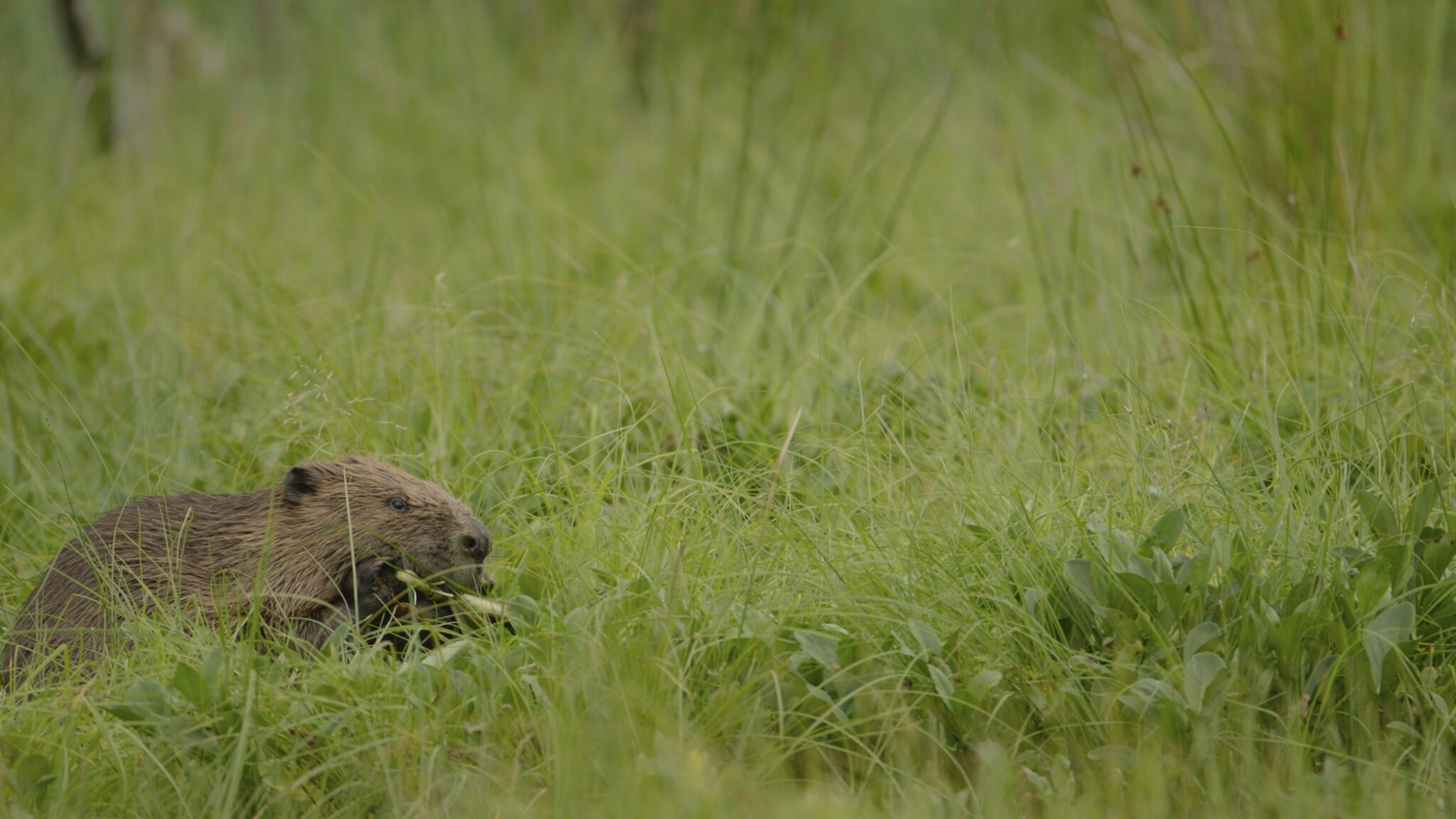 Holes in the map, part 1 Beavers Wild Haweswater