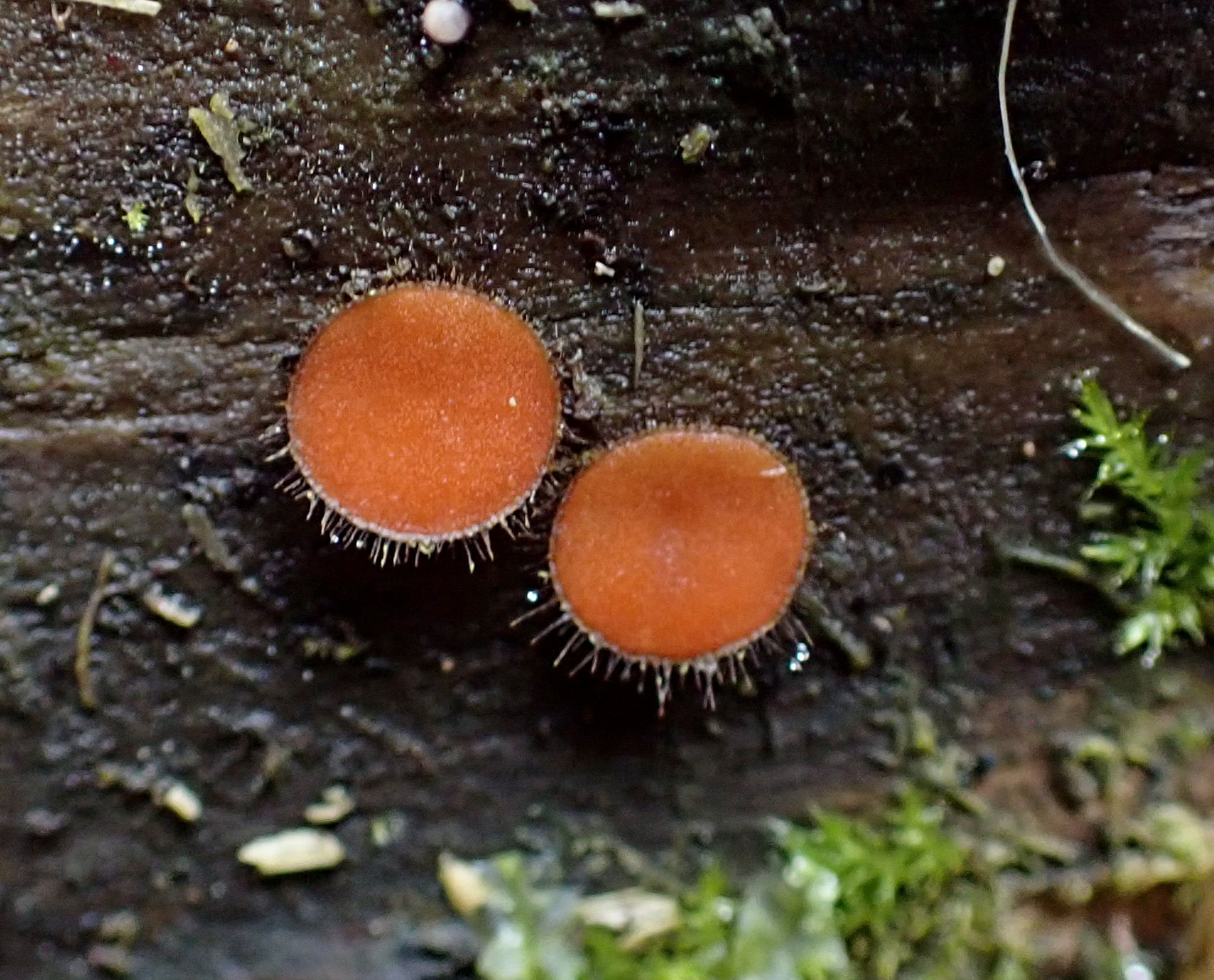 Common Eyelash (Scutellinia scutellata)
