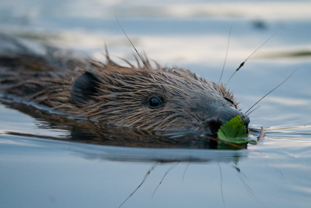 The future of beavers in England