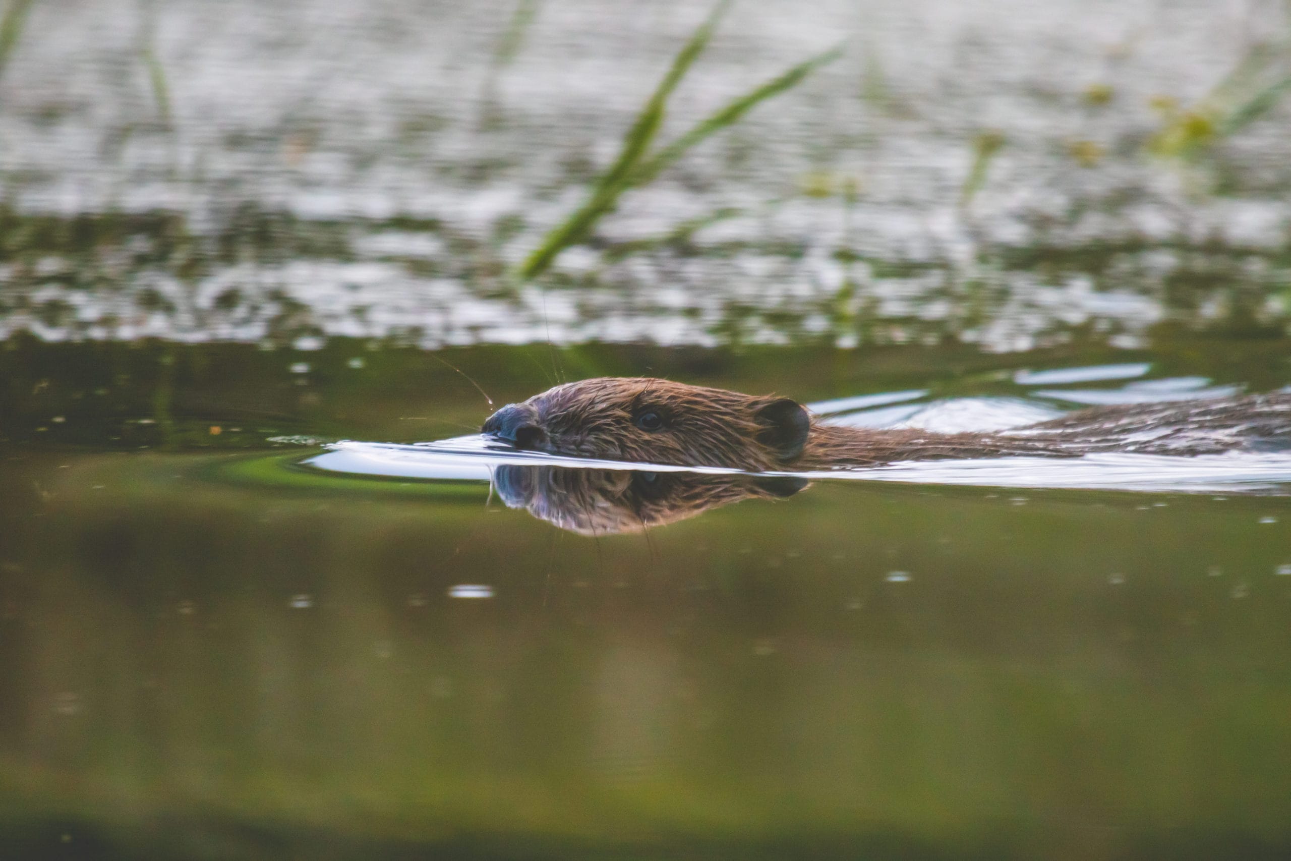 Holes in the map, part 1 Beavers Wild Haweswater