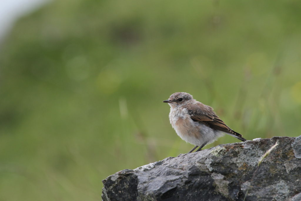 Species Highlight: Northern Wheatear