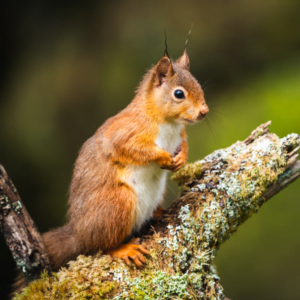 Red Squirrel standing on a stump