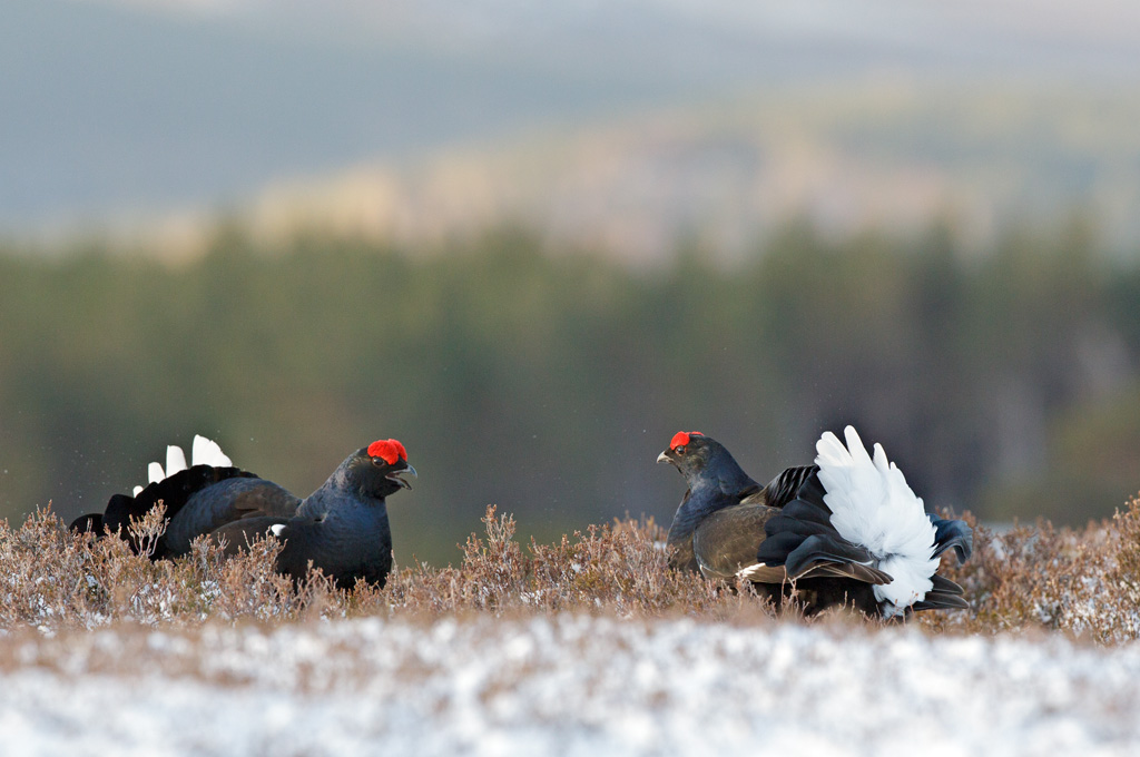 Holes in the map, part 2: Black Grouse